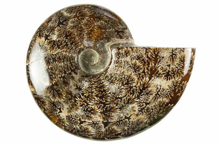 Polished Cretaceous Ammonite (Cleoniceras) Fossil - Madagascar #303956